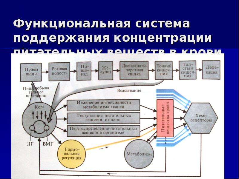 Функциональная система элементы функциональной системы. Функциональные системы организма схема. Функциональная система питательных веществ. Функциональная система питания физиология 3 схемы.