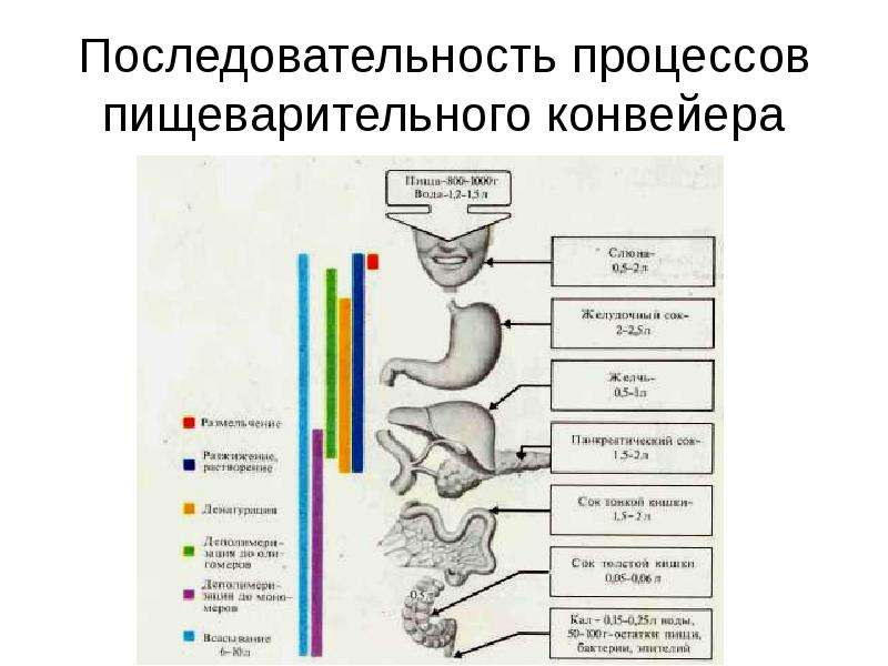 Процесс пищеварения схема