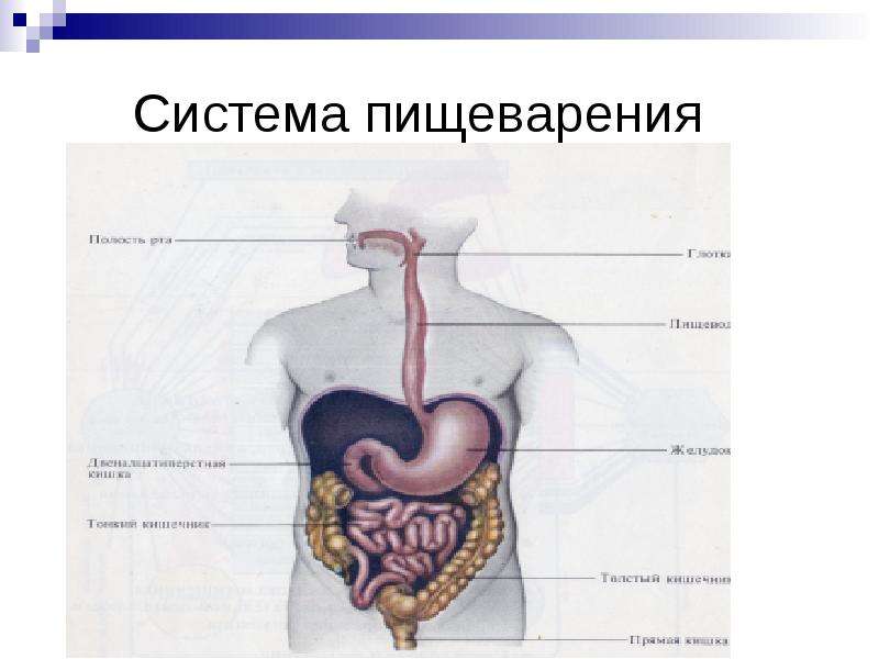 Макет пищеварительной системы