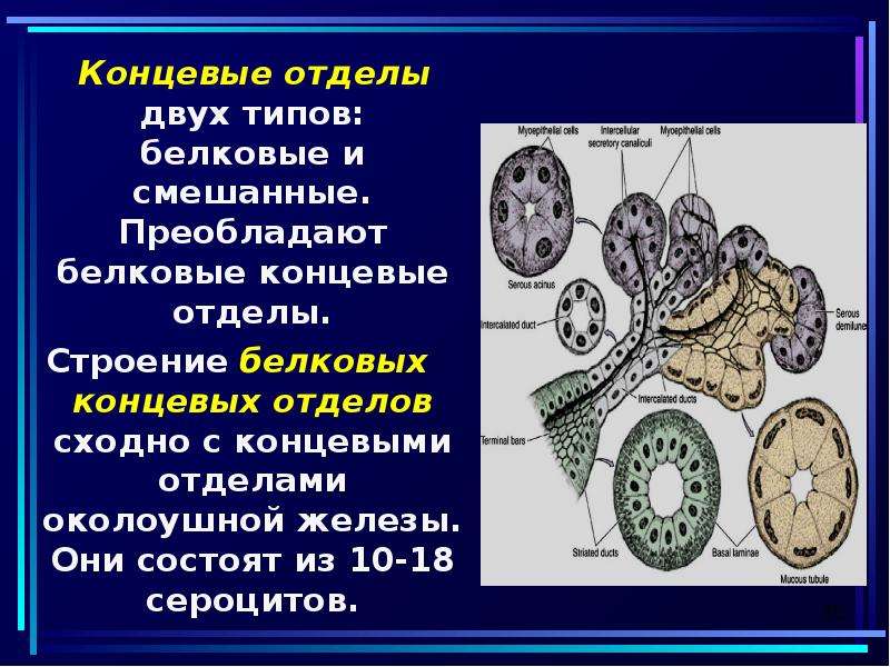 Отдел стр. Типы концевых отделов желез. Строение концевых отделов. Белковый концевой отдел. Строение железы концевой отдел.