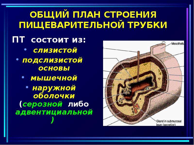 Общий план строения пищеварительной трубки