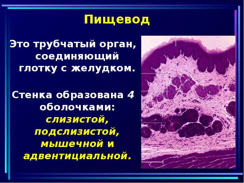 Трубчатый орган 5. Неэпителиальные опухоли желудочно кишечного тракта. Адвентициальная оболочка пищевода. Глотка адвентициальная оболочка. Стенки образованы одним слоем плоских клеток.