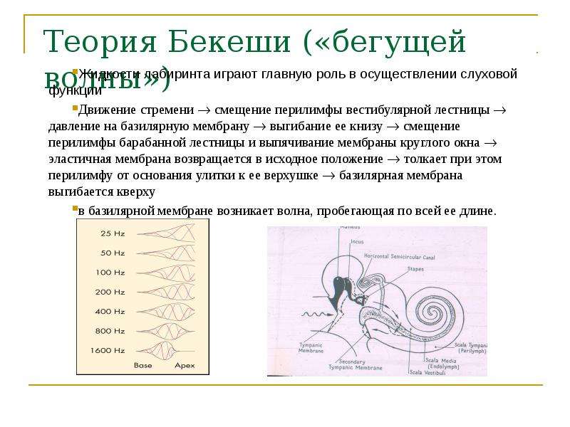 Методы исследования слухового анализатора презентация