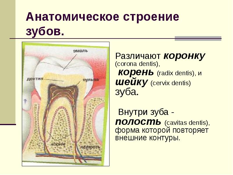 Внутреннее строение зуба 8 класс