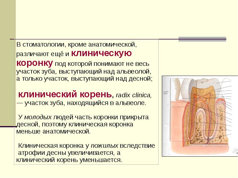 Клиническая анатомия зубов презентация