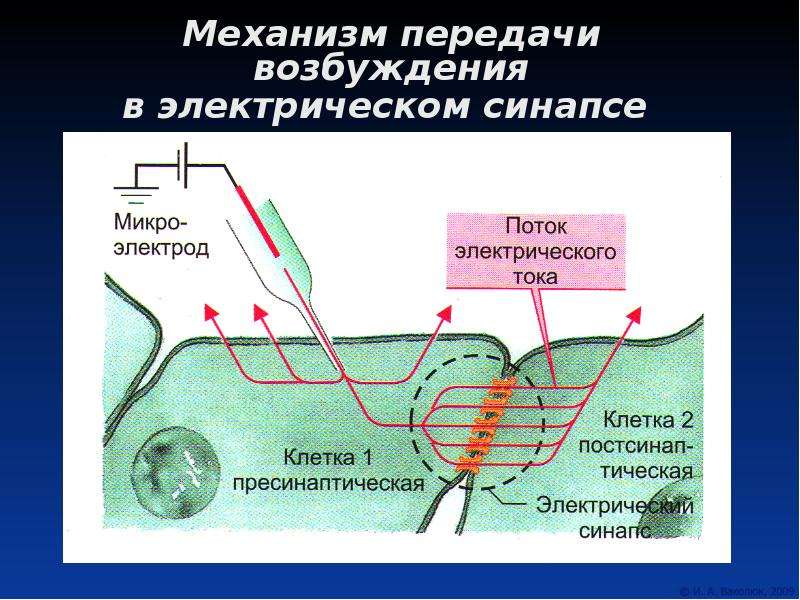 Механизм передачи возбуждения в синапсах