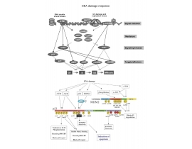 DNA damage