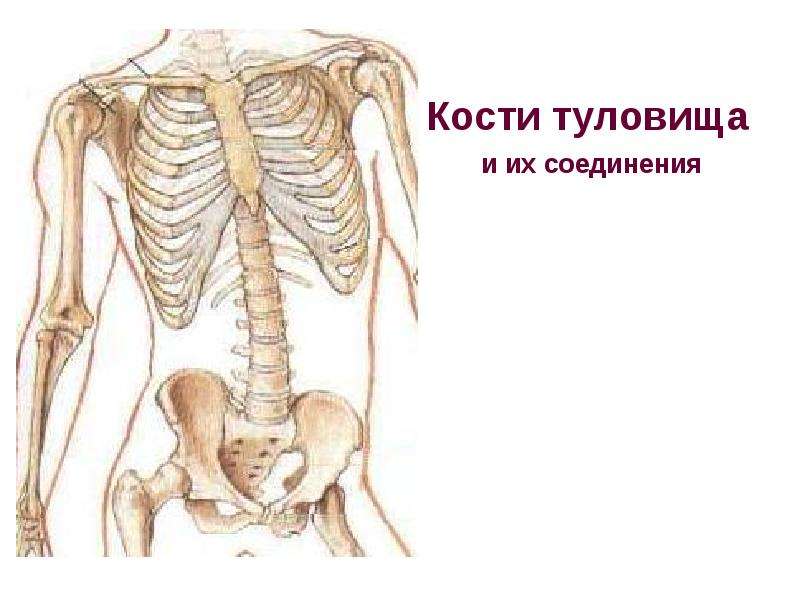 Презентация про кости