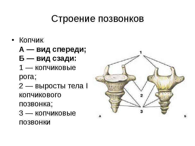 Позвоночник человека копчик. Строение копчиковых позвонков. Копчик строение анатомия. Копчик позвонок строение. Копчик строение кости.