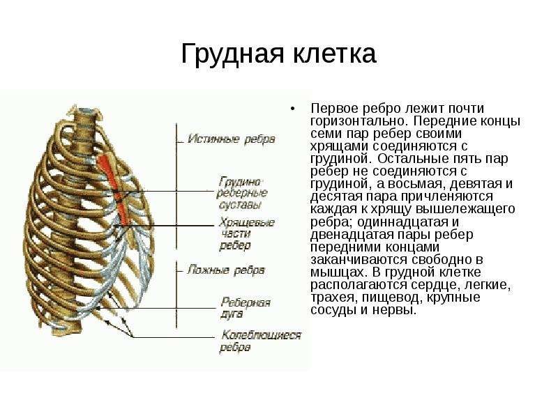 Левое и правое ребро