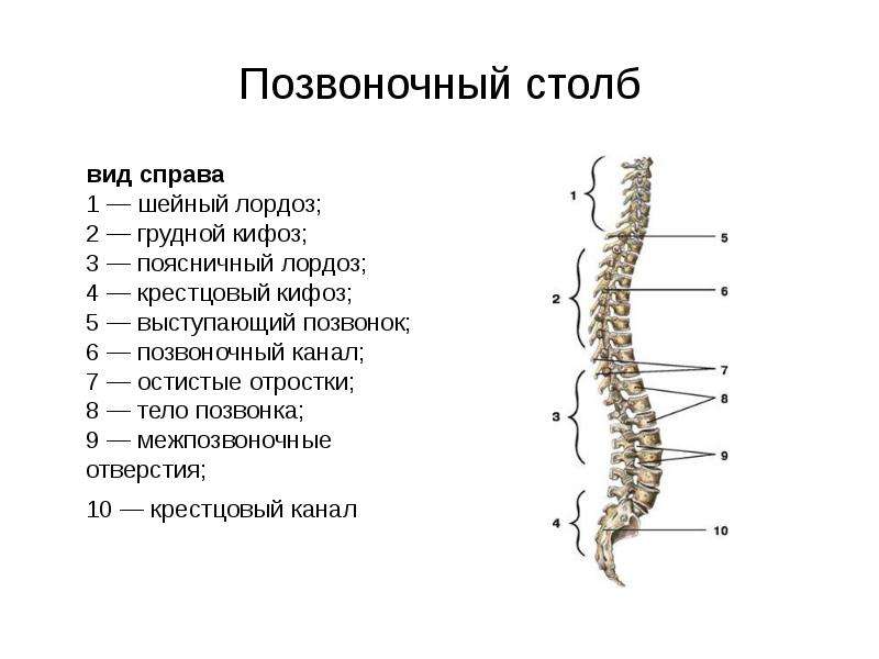 Позвоночник анатомия человека рисунок с подписями