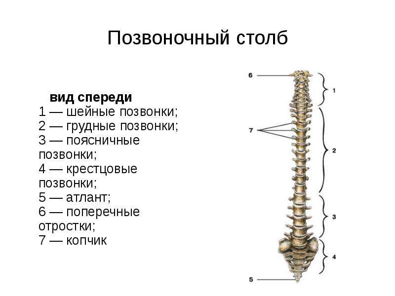 Шейный отдел кости скелета. Строение позвоночника спереди. Позвоночник строение вид спереди. Позвоночный столб и строение позвонка.