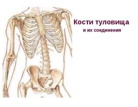 Лекция. Кости туловища