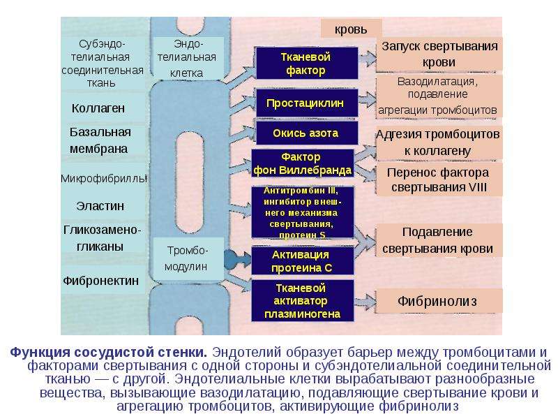 Тромборезистентность эндотелия сосудистой стенки