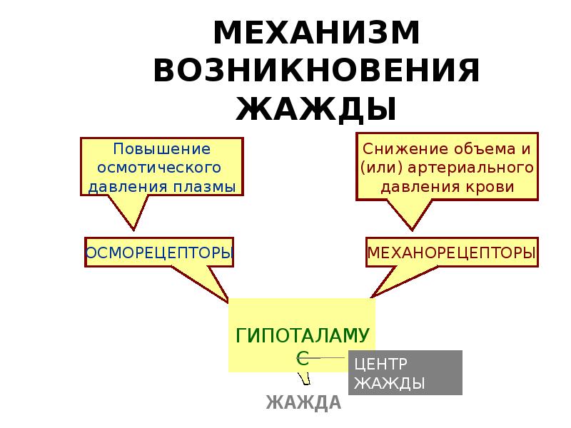 Появление механизмов. Механизм возникновения жажды. Механизм возникновения жажды физиология. Механизм возникновения жажды биохимия. Факторы формирующие чувство жажды схема.