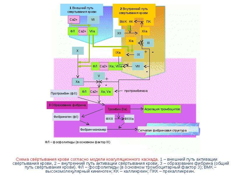 Схемы свертывания крови по внешнему и внутреннему пути