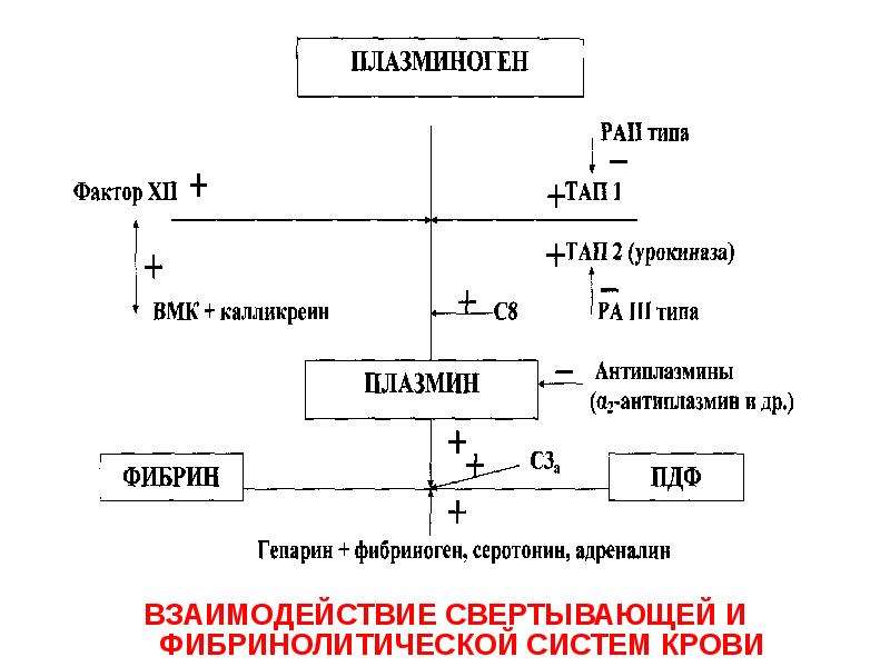 Гормональный гемостаз схема