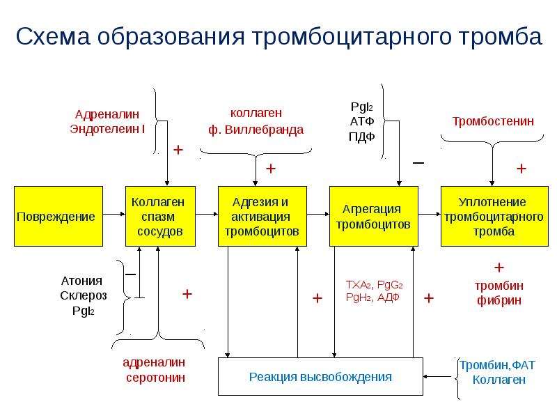 Схема тромбоза. Схема образования тромбоцитарного тромба. Схема формирования тромба. Образование кровяного сгустка схема. Схема образования тромба 8 класс.