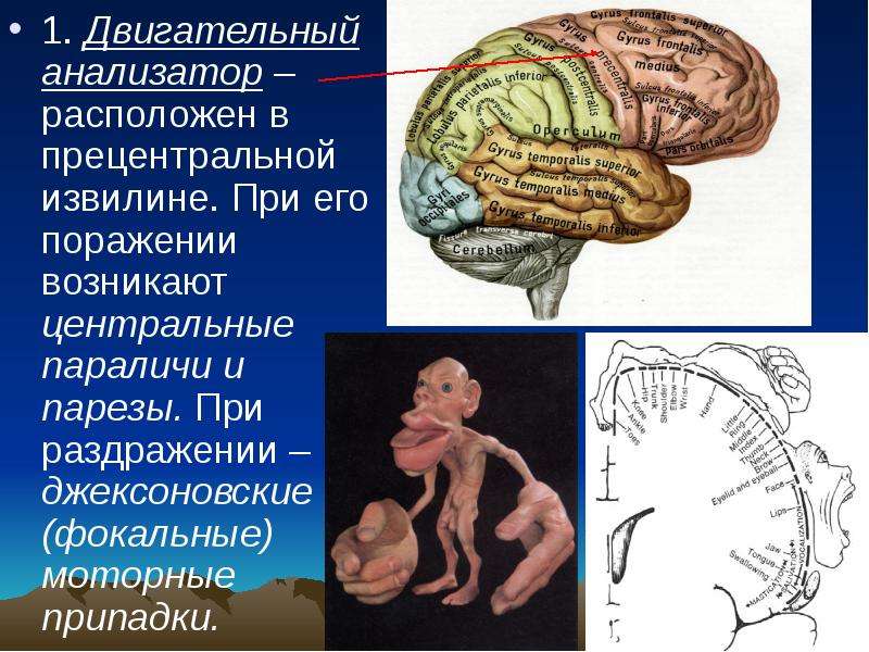 Двигательный анализатор. Джексоновские припадки прецентральная извилина. Рецепторный отдел двигательного анализатора. Структура двигательного анализатора. Двигательный анализатор строение.