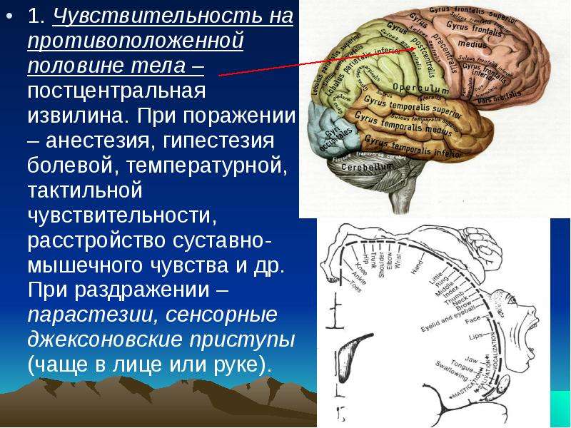 Локализация функций в коре большого мозга