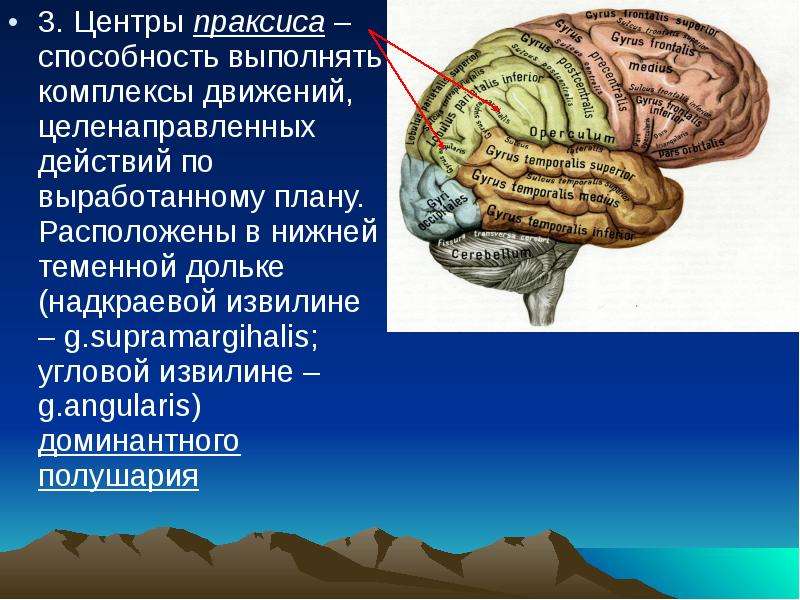 Расстройство схемы тела отмечается при поражении теменной доли доминантного полушария