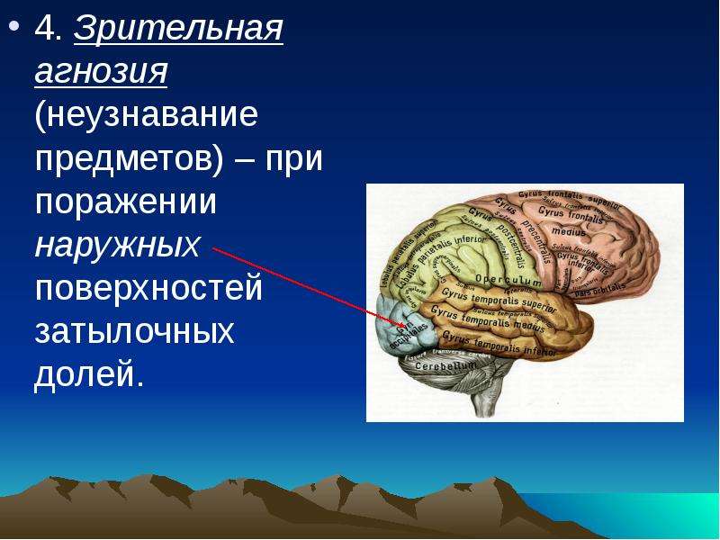 Высшие корковые функции презентация