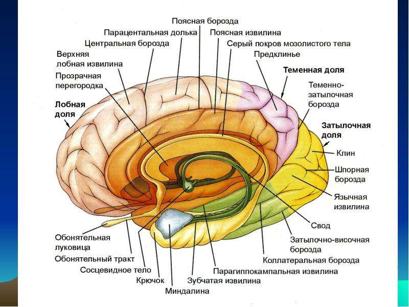 Шкала больших моторных функций