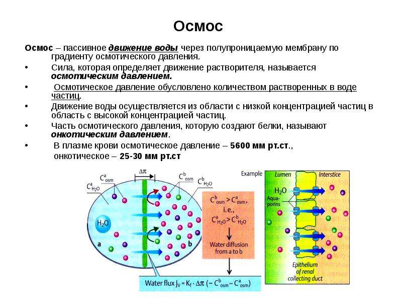 Презентация на тему осмос