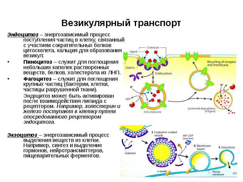 Схема эндоцитоз и экзоцитоз