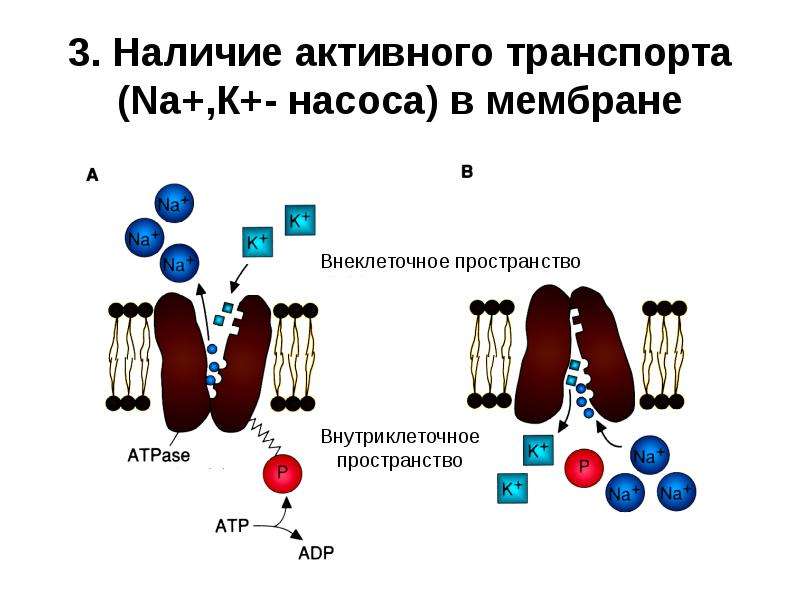 Активный транспорт насосы. Активный транспорт веществ через мембрану. К+- NА+ насос.. Внутриклеточный транспорт веществ. Насосы активного транспорта. 3.Транспорт веществ через мембрану,.