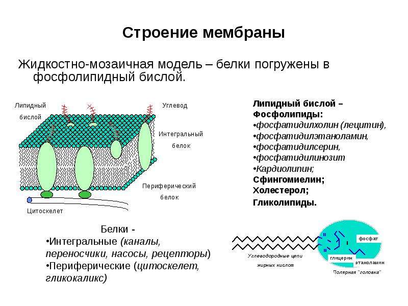 Как называется мембрана. Жидко мозаичная модель плазматической мембраны. Мозаичная структура плазматической мембраны. Строение мембраны клетки жидкостно мозаичная модель. Жидкостно мозаичная модель Сингера Николсона.