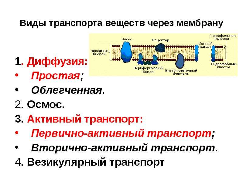 Схема мембранный транспорт