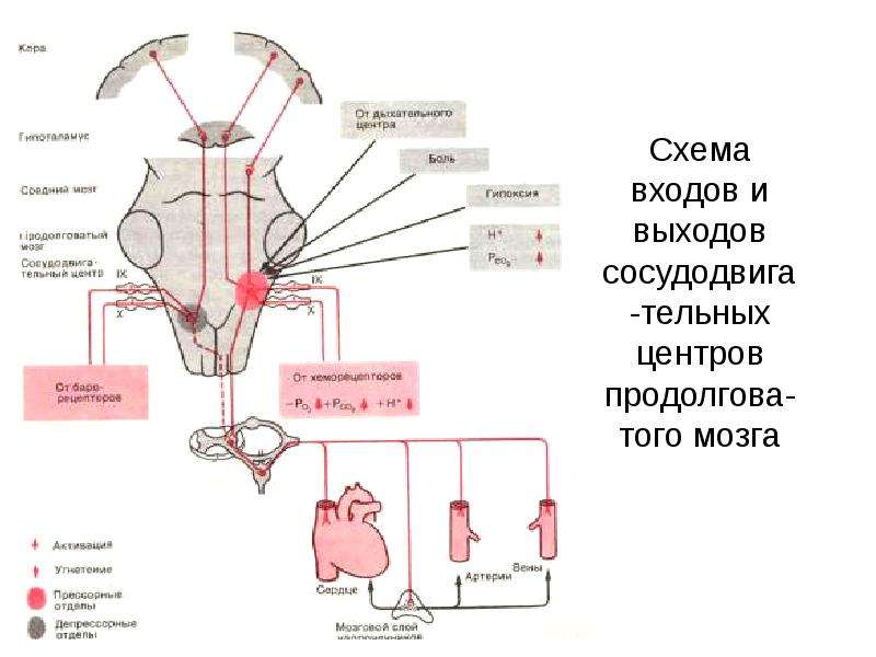 Регуляция кровообращения схема