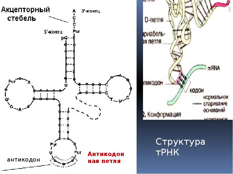 Рассмотрите рисунок и укажите названия процессов обозначенных цифрами 1 и 2 назовите конечный трнк