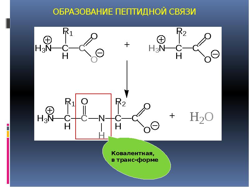 Пептидная связь является. Образование пептидной связи. Схема образования пептидной связи. Пептидная связь формула. Образование пептидной связи между аминокислотами.