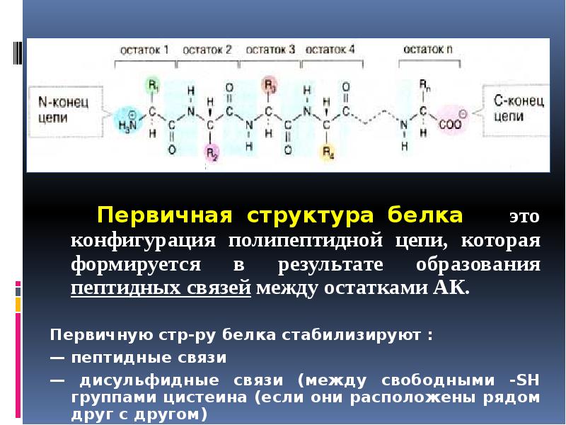 Образование дисульфидных связей в белке. Структура полипептидной цепи РНК. Первичная структура белка стабилизируется связями. Первичная структура ТРНК. Первичная структура белка пептидная связь.