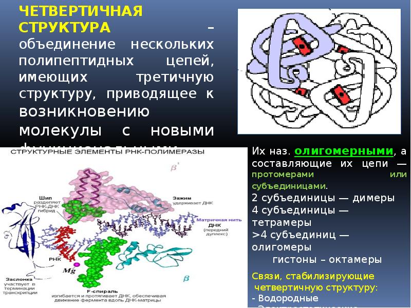 Молекулы имеют первичную вторичную третичную четвертичную структуры. Четвертичная структура РНК. Четвертичная структура белков.