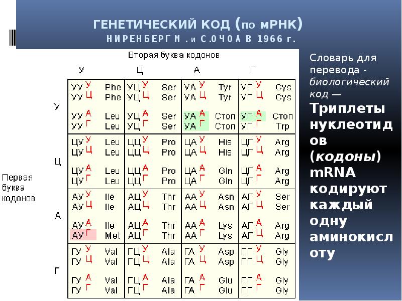 Таблица генетического кода трнк