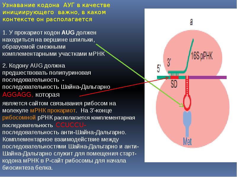 Стартовый кодон ирнк. Стартовый кодон. Инициирующий кодон. Стоп кодоны ИРНК. Старт кодон РНК.