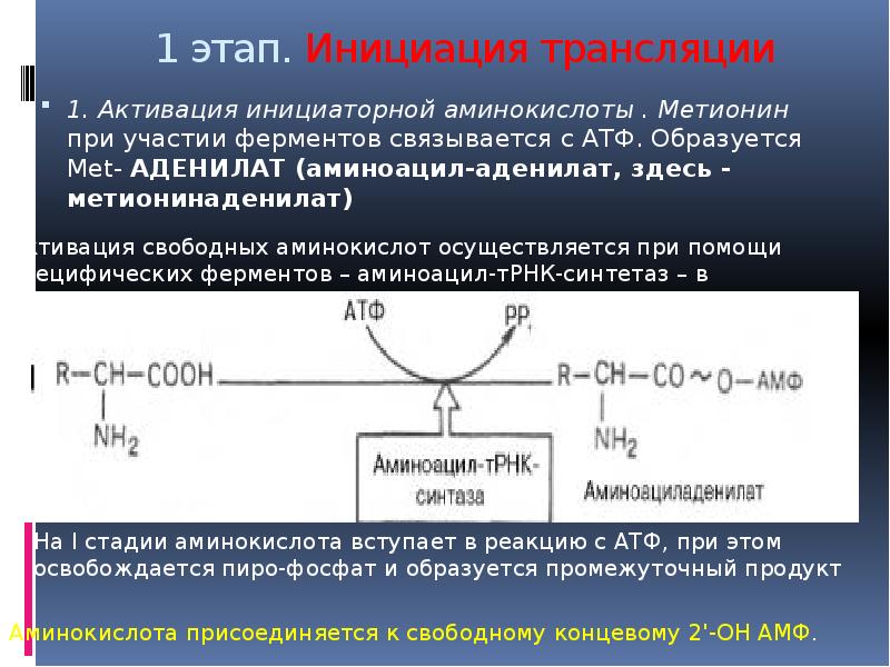 Аминокислота трансляция