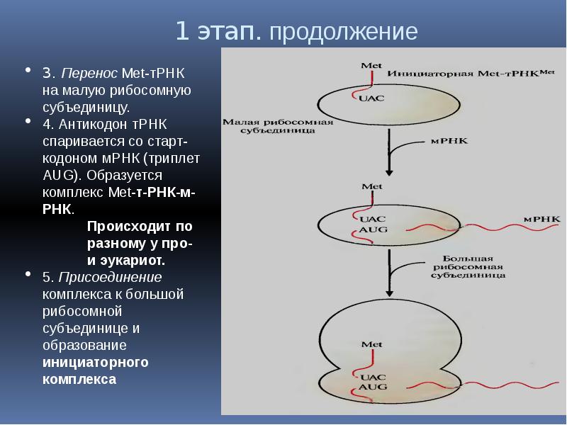 Синтез полипептидной цепи в рибосомах. Образование инициаторного комплекса. Инициаторный комплекс РНК. Образование инициаторного комплекса стадии. Образование инициаторного комплекса БХ.