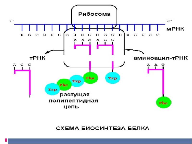 Мрнк рисунок. Процессы в рибосомах транспортной РНК ТРНК. Аминоацил ТРНК. Транспорт ТРНК К рибосоме TF. Образование аминоацил-ТРНК.