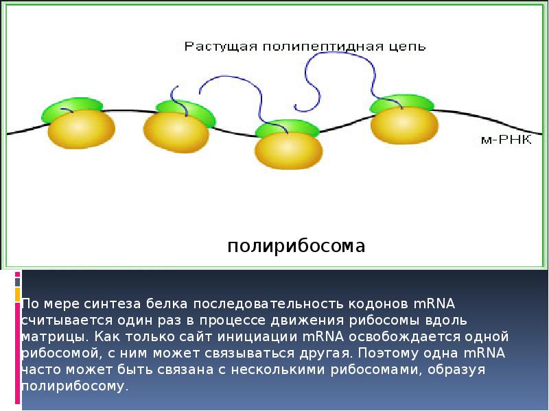 Рибосома по ирнк движется в направлении