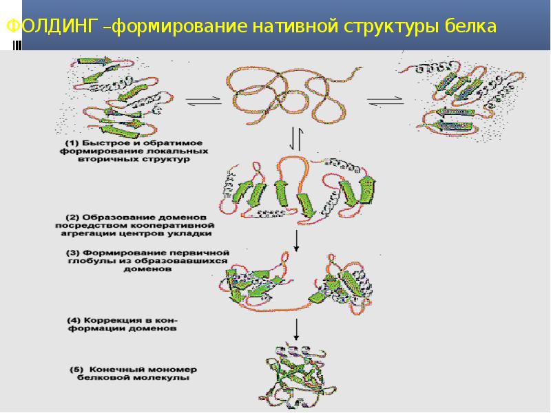 Установить последовательность процесса белка