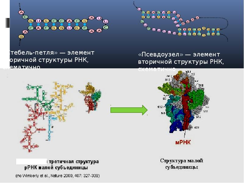 Формирование рнк. Рибосомная РНК. Третичная структура рибосомальной РНК. Вторичная структура ТРНК представляет собой. Вторичная структура ТРНК.