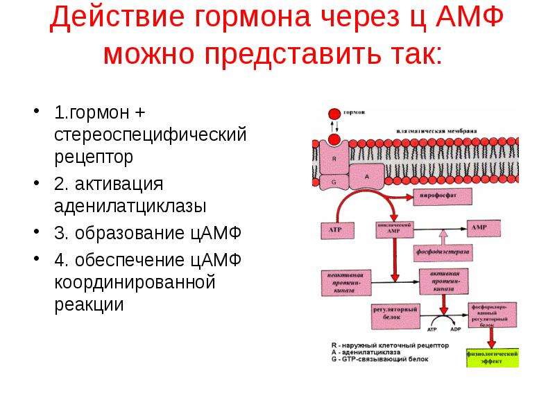 С помощью гормонов регулирует функции организма