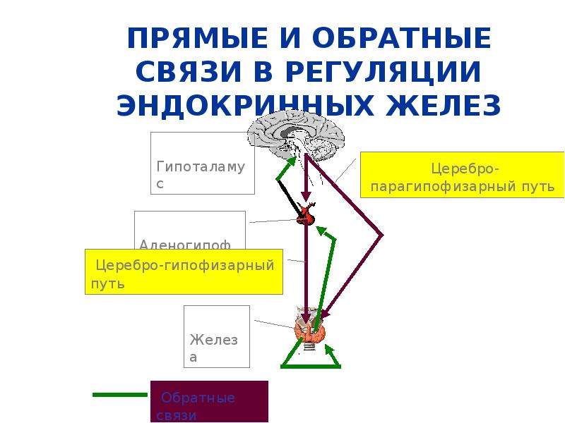 Рассмотрите рисунок определите способ регуляции функций организма