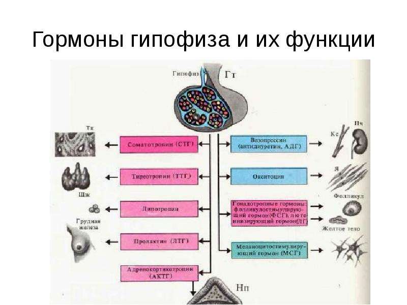 Эндокринная система гуморальная регуляция презентация 8 класс