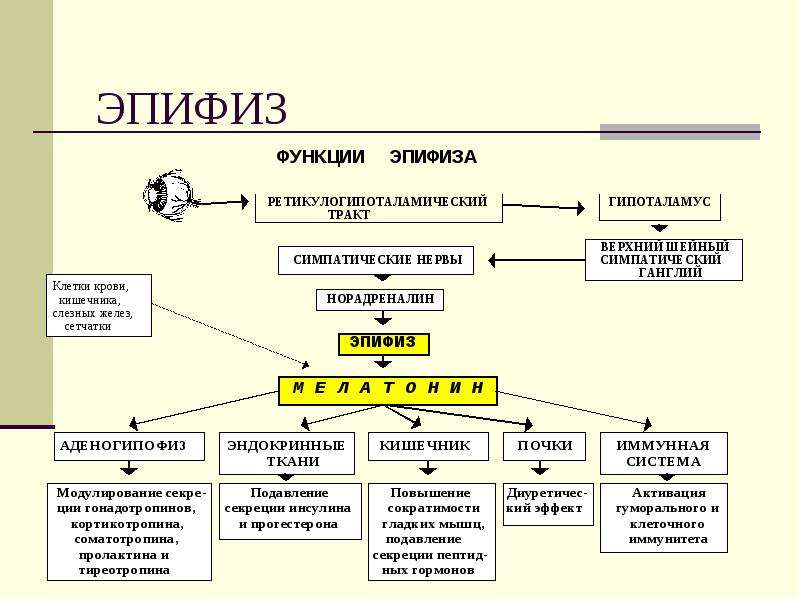 Функции эпифиза. Эпифиз гормоны и функции. Регуляция гормонов эпифиза. Эпифиз строение гормоны. Регуляция функций эпифиза.