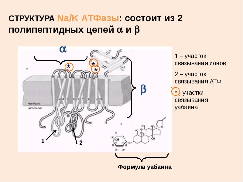 Атфаза. АТФАЗА строение. Строение АТФАЗЫ F типа. Транспорт полипептидных цепей. Na k АТФАЗА схема.